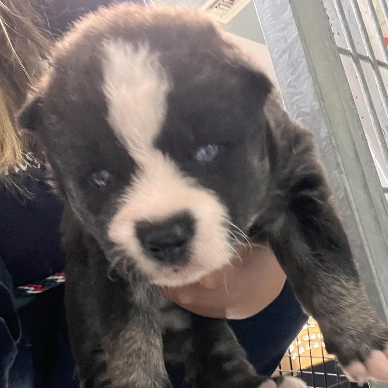 A baby small-sized female Black Husky dog named Yana for adoption in Long Beach, CA