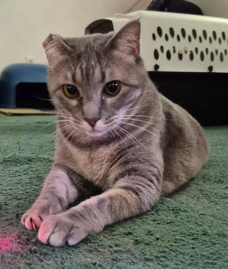 An adult medium-sized female Tabby (Gray / Blue / Silver) Domestic Short Hair cat named Goldie for adoption in Terrell, TX