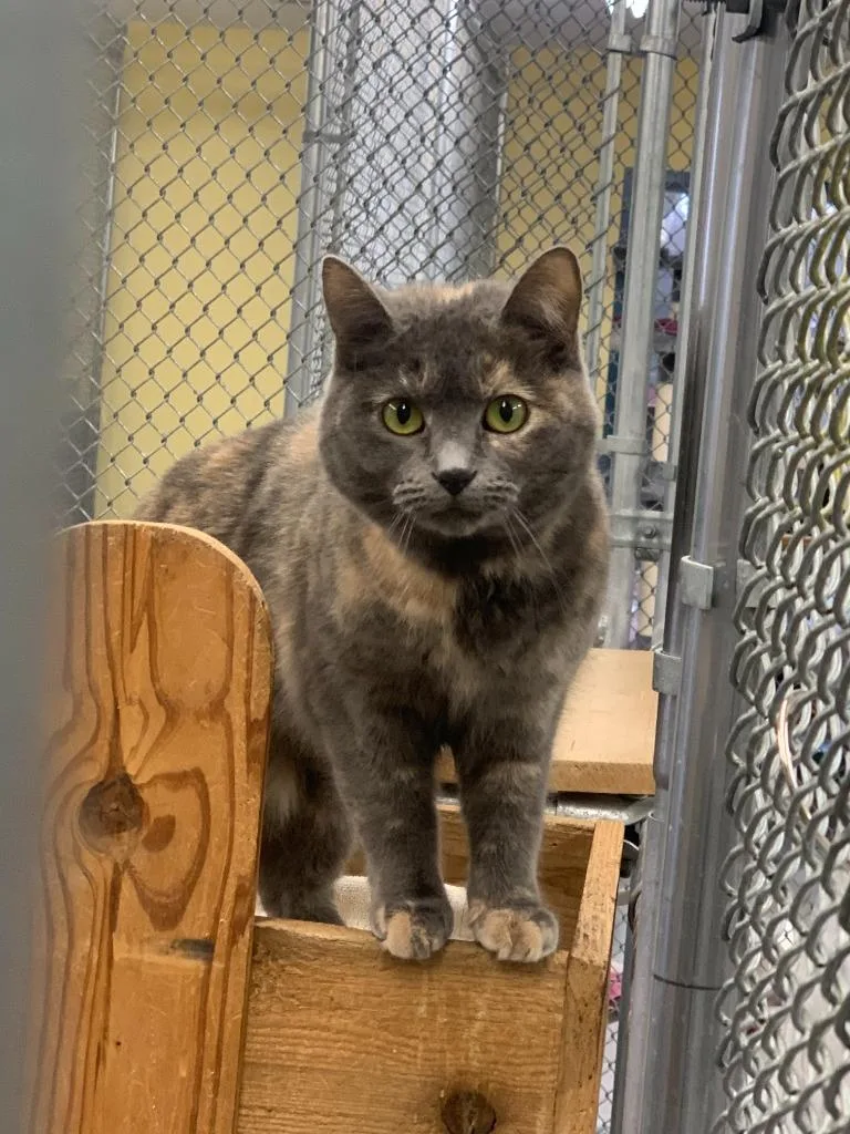 An adult small-sized female Domestic Short Hair cat named Shadow for adoption in Syracuse, IN