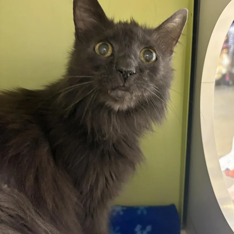 A senior medium-sized male Gray / Blue / Silver Domestic Long Hair cat named Dinky for adoption in Temecula, CA