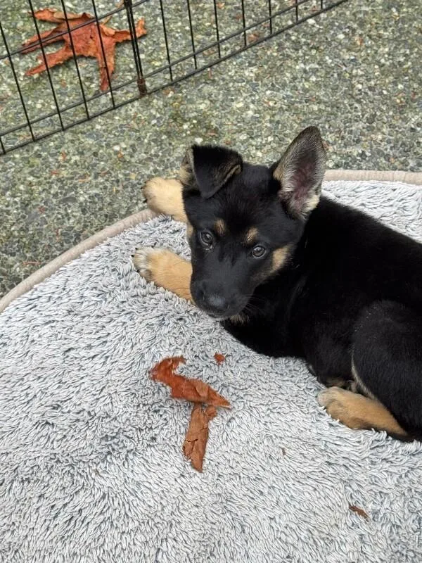 A young large-sized male German Shepherd Dog dog named Lars for adoption in Seattle, WA