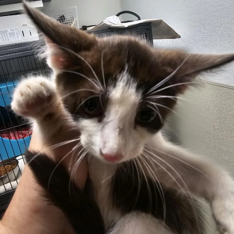 A baby small-sized female Brown / Chocolate Domestic Short Hair cat named Ranch for adoption in Columbus, NC