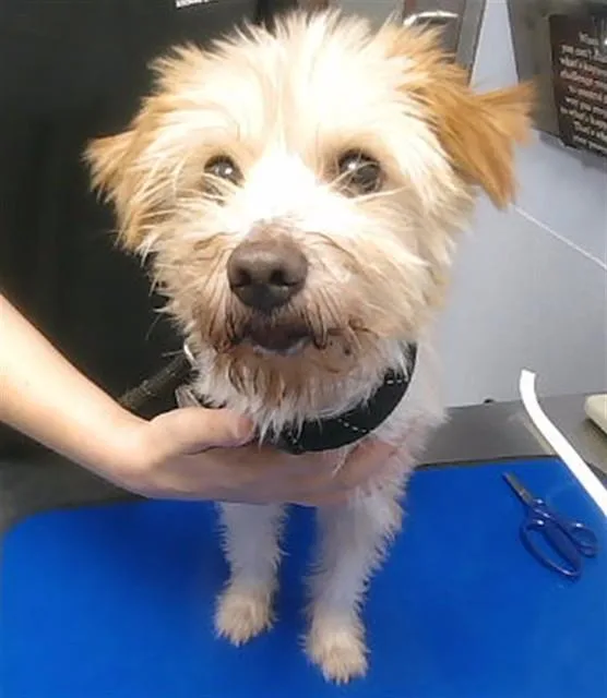 An adult small-sized male Yorkshire Terrier dog named Devon for adoption in Phoenix, AZ