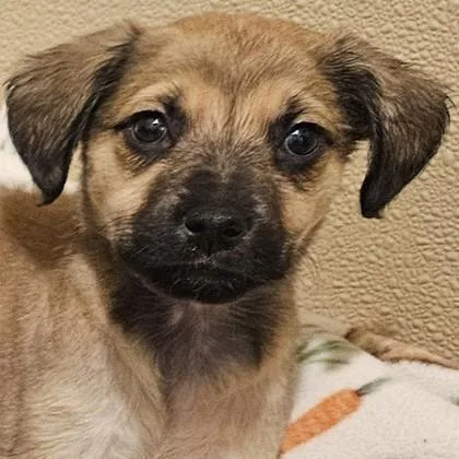 A baby medium-sized female Mixed Breed dog named Knackwurst for adoption in Pleasanton, CA