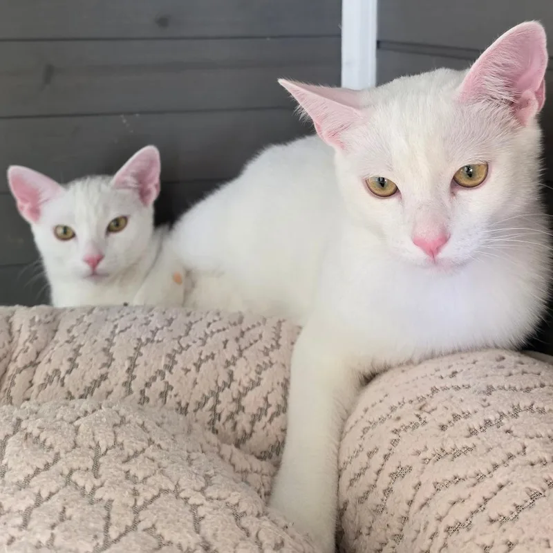 A young medium-sized male White Domestic Short Hair cat named Ghost for adoption in San Diego, CA