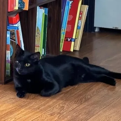 A young medium-sized female Black Bombay cat named Josie for adoption in Clarksville, VA