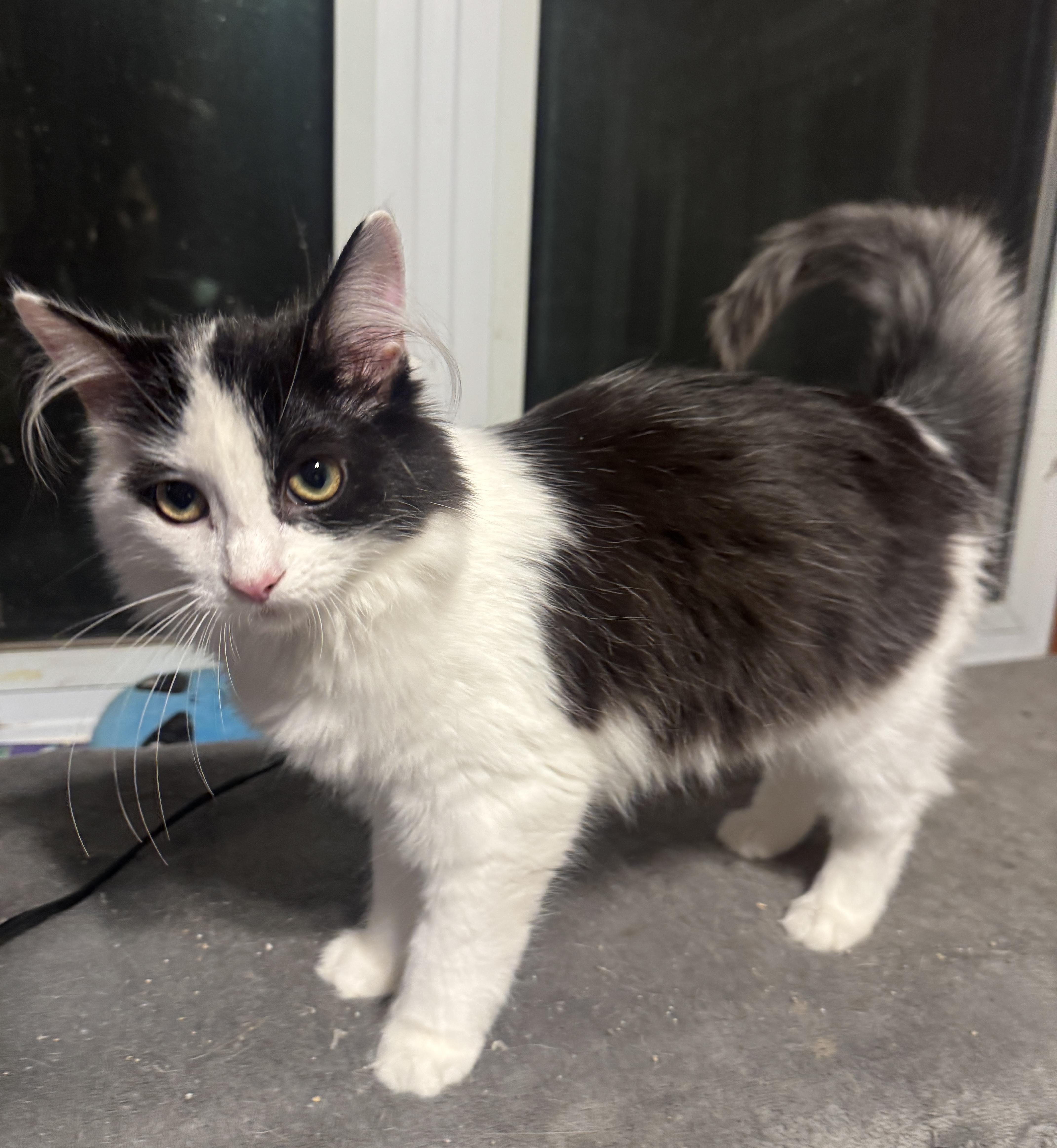 A baby medium-sized female Black & White / Tuxedo American Shorthair cat named Wisteria for adoption in Massillon, OH