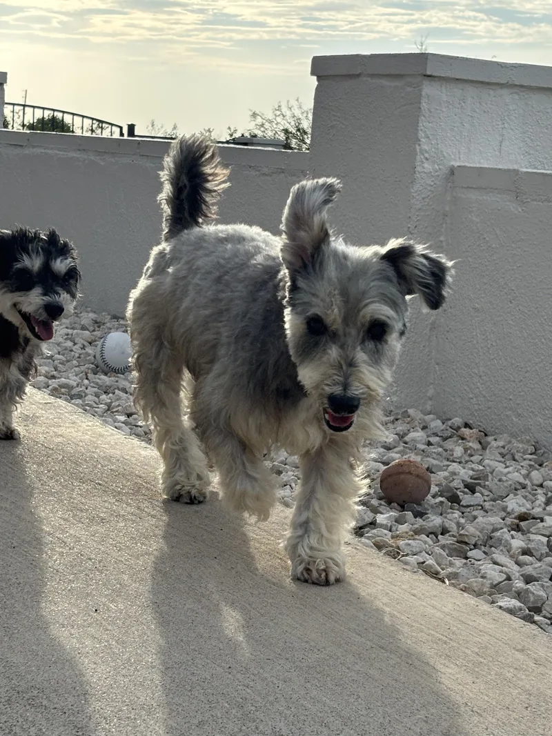 A young small-sized male Schnauzer dog named Sailor for adoption in Copiague, NY