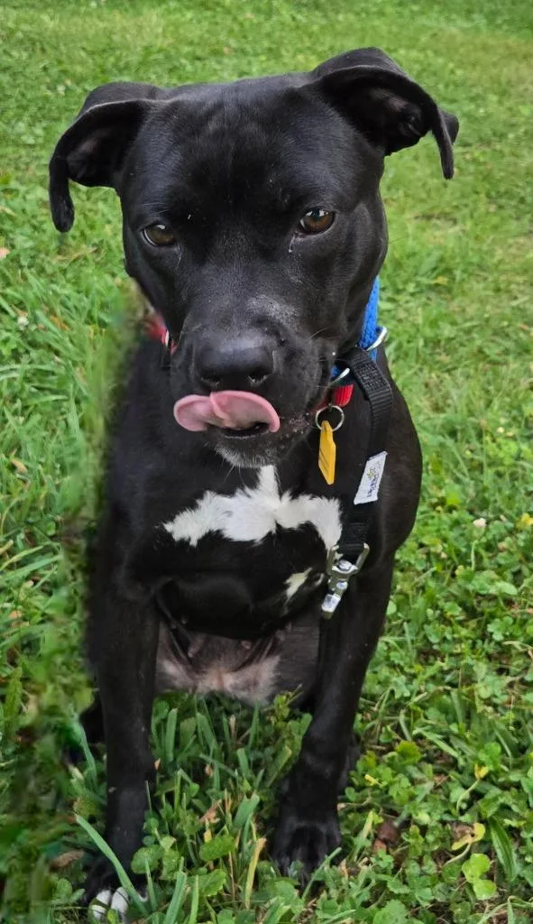 A young medium-sized female Labrador Retriever dog named Breva for adoption in Sandusky, OH