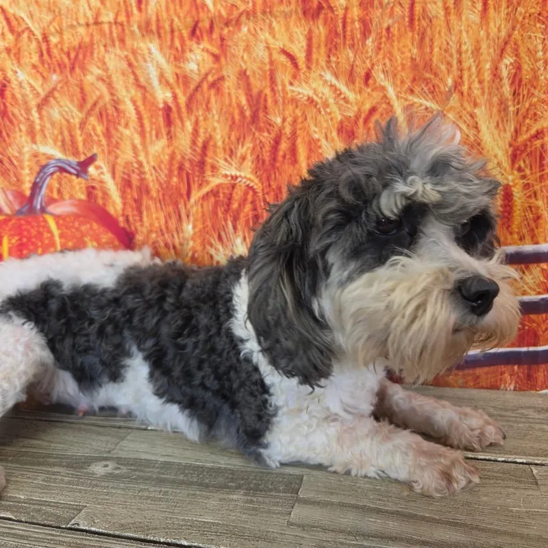 An adult small-sized female White / Cream Cavalier King Charles Spaniel dog named Honeydew for adoption in Normal, IL