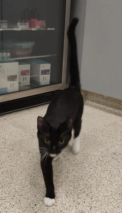 An adult medium-sized female Domestic Short Hair cat named Mazie for adoption in Lafayette, IN