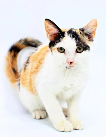 A baby small-sized female Domestic Short Hair cat named Phoebe for adoption in Morton Grove, IL