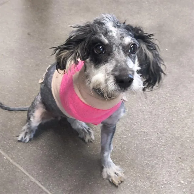 A young small-sized female Australian Cattle Dog / Blue Heeler dog named Oreo for adoption in Tucson, AZ