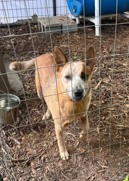 A young medium-sized female Australian Cattle Dog / Blue Heeler dog named Grand Canyon for adoption in Marshall, NC