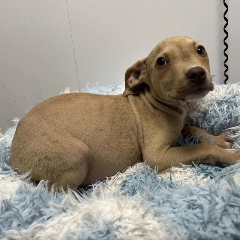 A baby medium-sized male Mixed Breed dog named Captain for adoption in Mount Gilead, NC