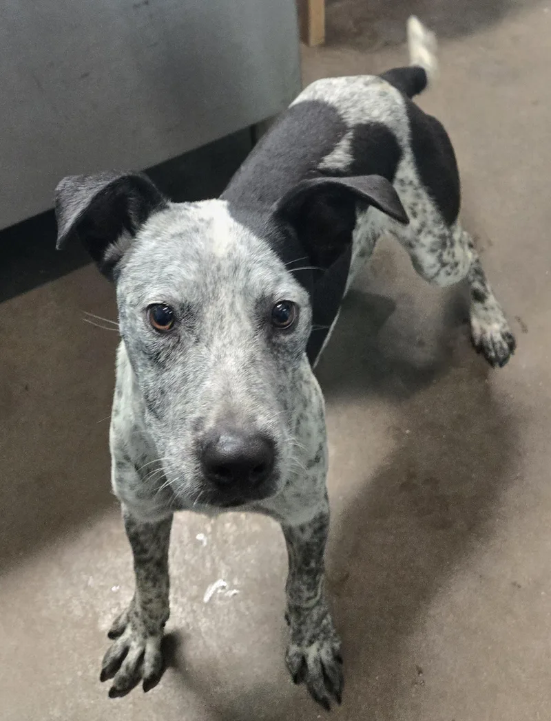 A young medium-sized female Black Australian Cattle Dog / Blue Heeler dog named Niamh for adoption in Graham, TX
