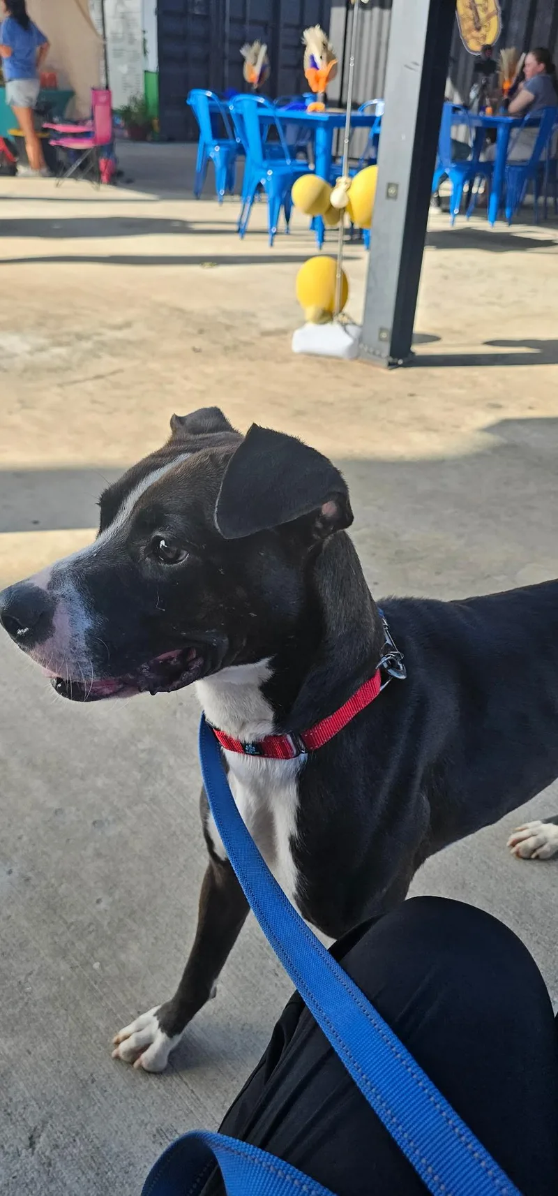 An adult medium-sized female Black Boxer dog named Adrienne for adoption in Coldspring, TX