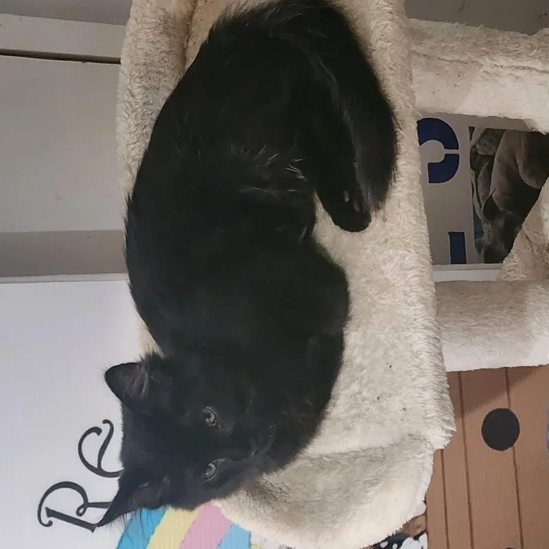 A young medium-sized male Domestic Medium Hair cat named Willie for adoption in EAST LEROY, MI