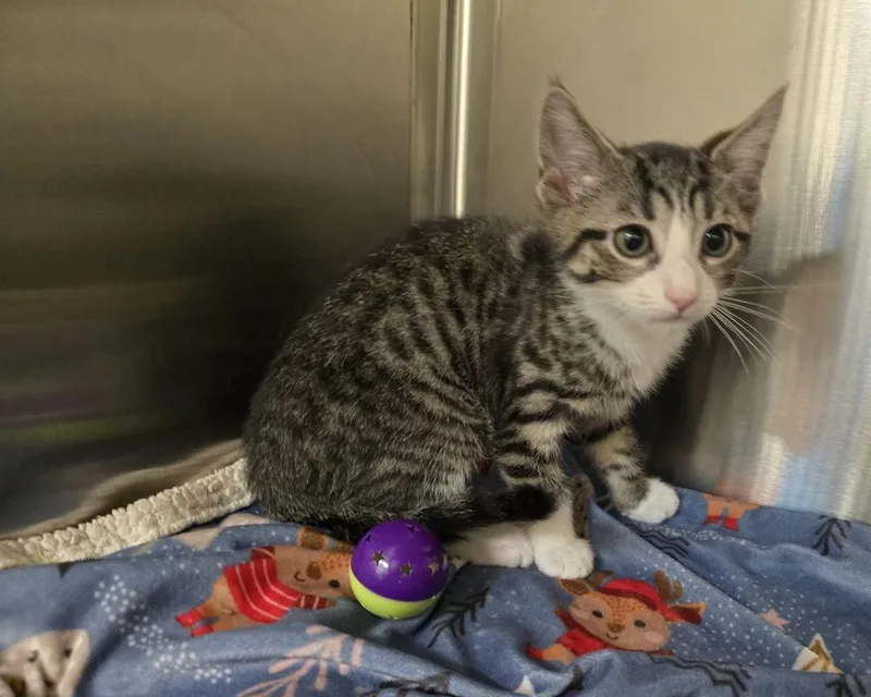 A baby small-sized female Domestic Short Hair cat named Jade for adoption in Dickson, TN