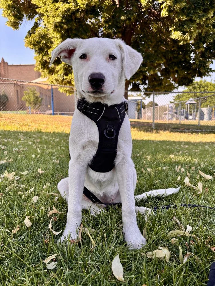 A baby medium-sized female White / Cream Cattle Dog dog named Donut for adoption in Commerce City, CO