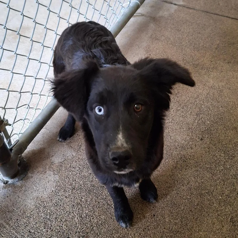 A young small-sized female Black Flat-Coated Retriever dog named Nova for adoption in Stormville, NY