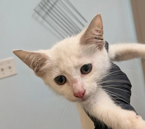 A baby small-sized male Domestic Short Hair cat named Stanley Yelnats for adoption in Oceanside, CA