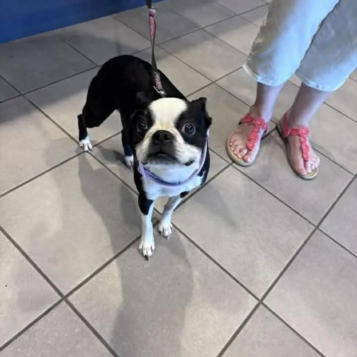 A senior small-sized female White / Cream Boston Terrier dog named Leela for adoption in Fredericksburg, VA