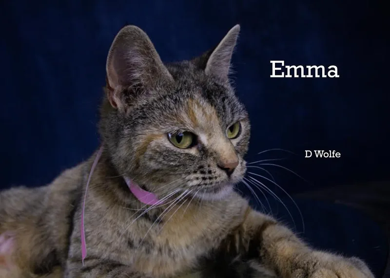 An adult medium-sized female Tortoiseshell Dilute Tortoiseshell cat named Emma for adoption in York, NE