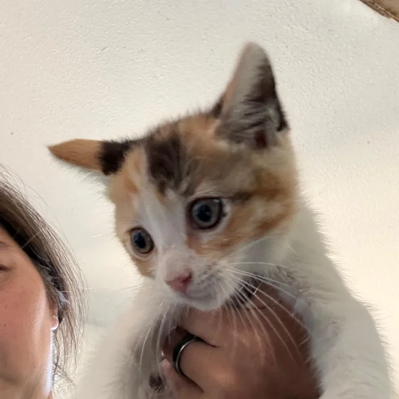Eloise