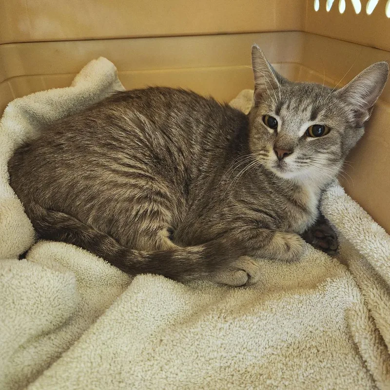 A young medium-sized female Gray / Blue / Silver Domestic Short Hair cat named Agatha for adoption in Naples, FL