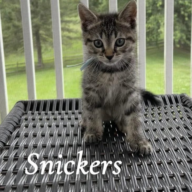 Snickers thumbnail 2