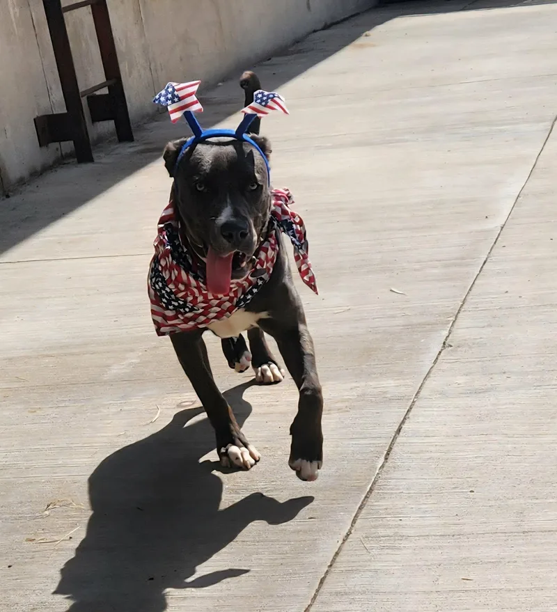 A baby medium-sized female Gray / Blue / Silver Labrador Retriever dog named Xena Blue for adoption in La Salle, IL