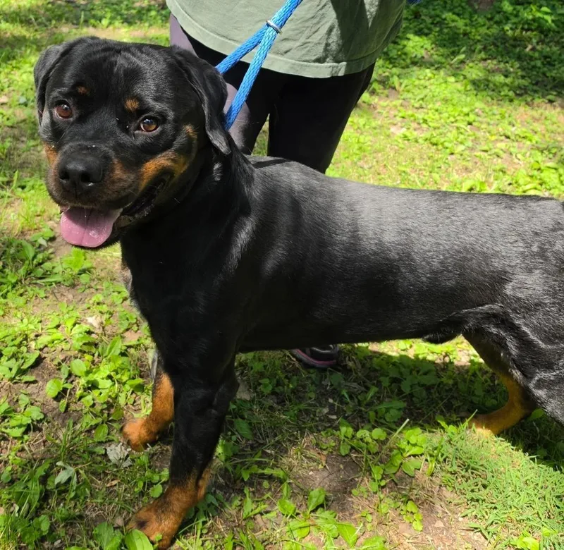 An adult large-sized male Rottweiler dog named Buck for adoption in Oswego, IL