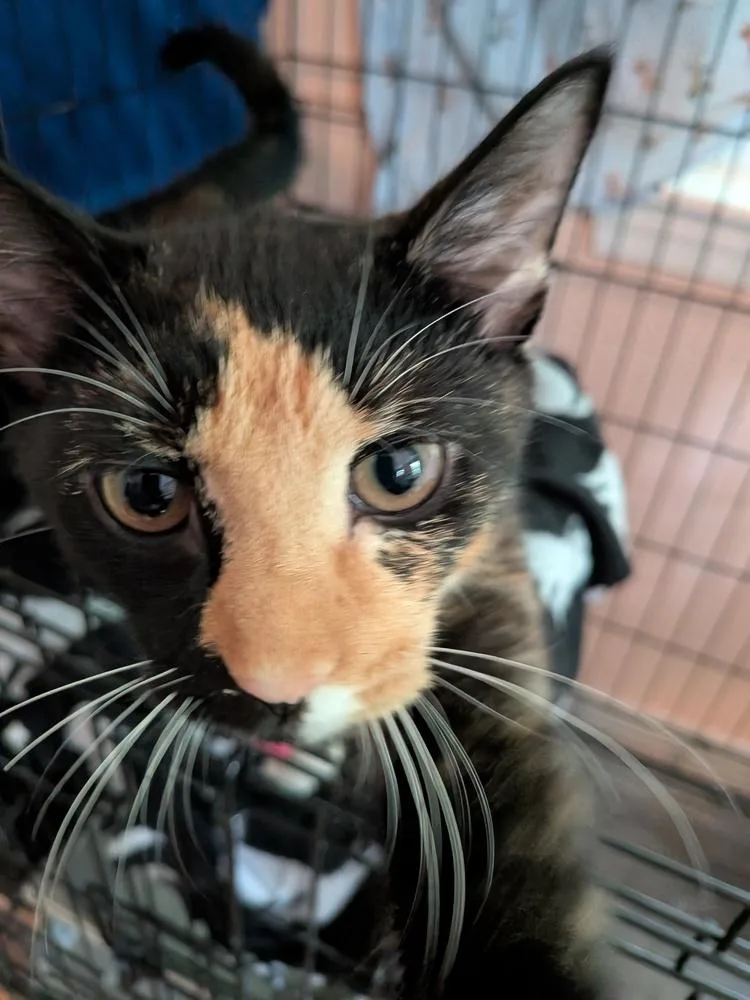 A baby large-sized female Domestic Short Hair cat named Oakley for adoption in Duxbury, MA