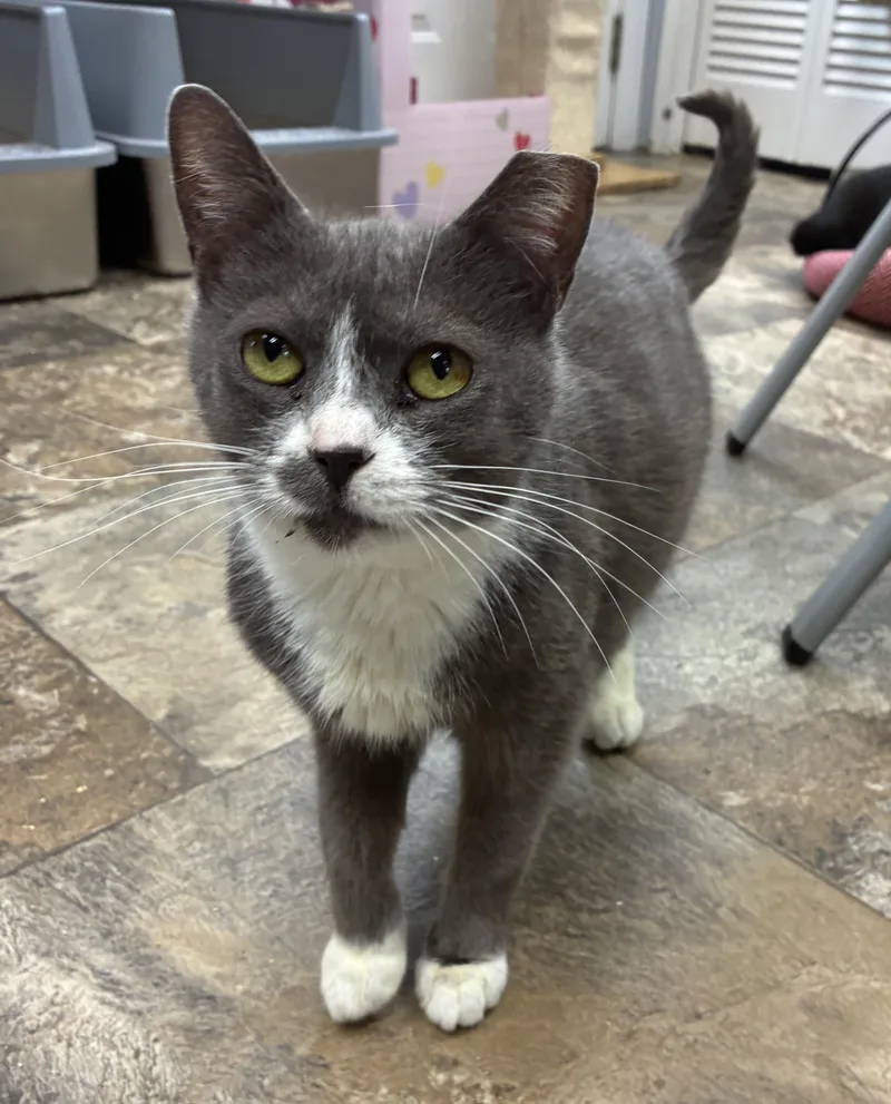 An adult medium-sized female Gray & White Domestic Short Hair cat named Beta for adoption in Breinigsville, PA