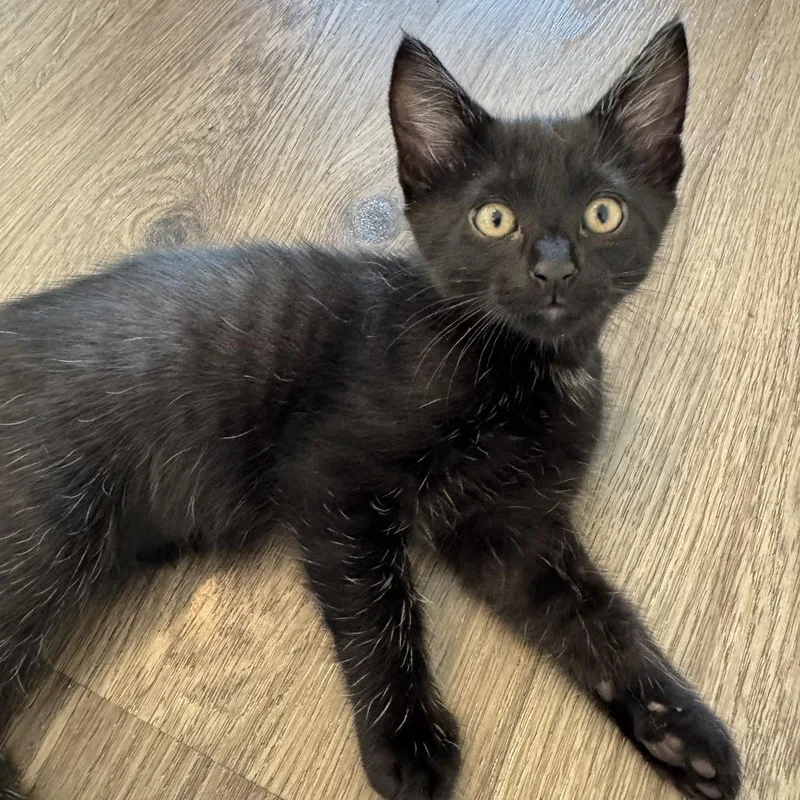 A baby small-sized male Black Domestic Short Hair cat named Gus Gus for adoption in Los Angeles, CA