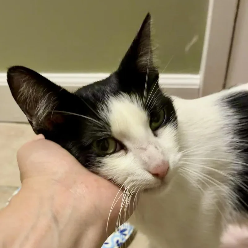 A young small-sized female White Domestic Short Hair cat named Sophie for adoption in Long Beach, CA