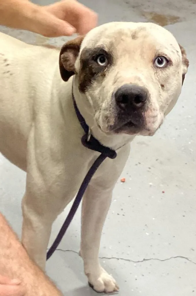 A young large-sized male Pit Bull Terrier dog named Rocky for adoption in Beebe, AR