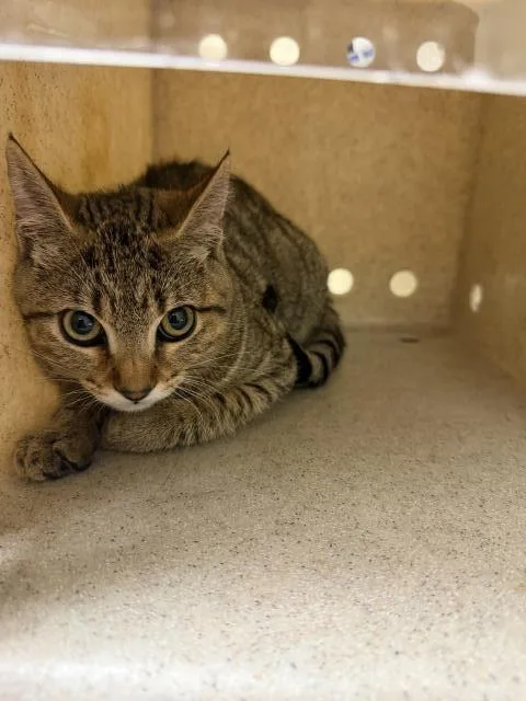 A young small-sized female Domestic Short Hair cat named Winnie for adoption in Riverside, CA