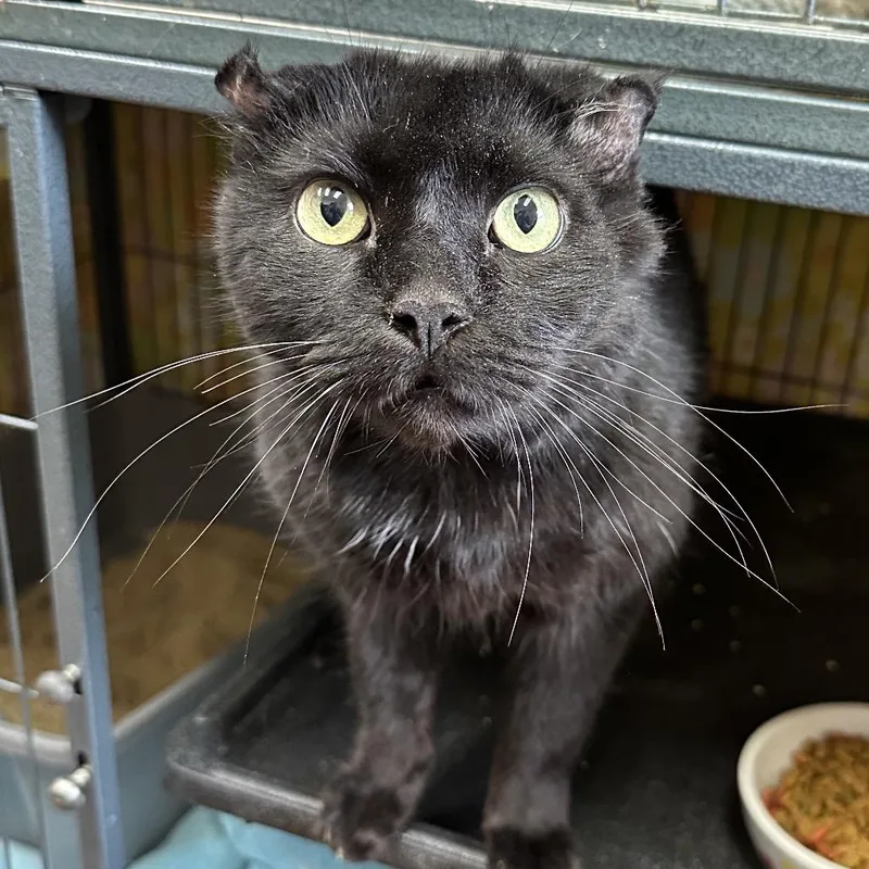 Baby Boy thumbnail 2