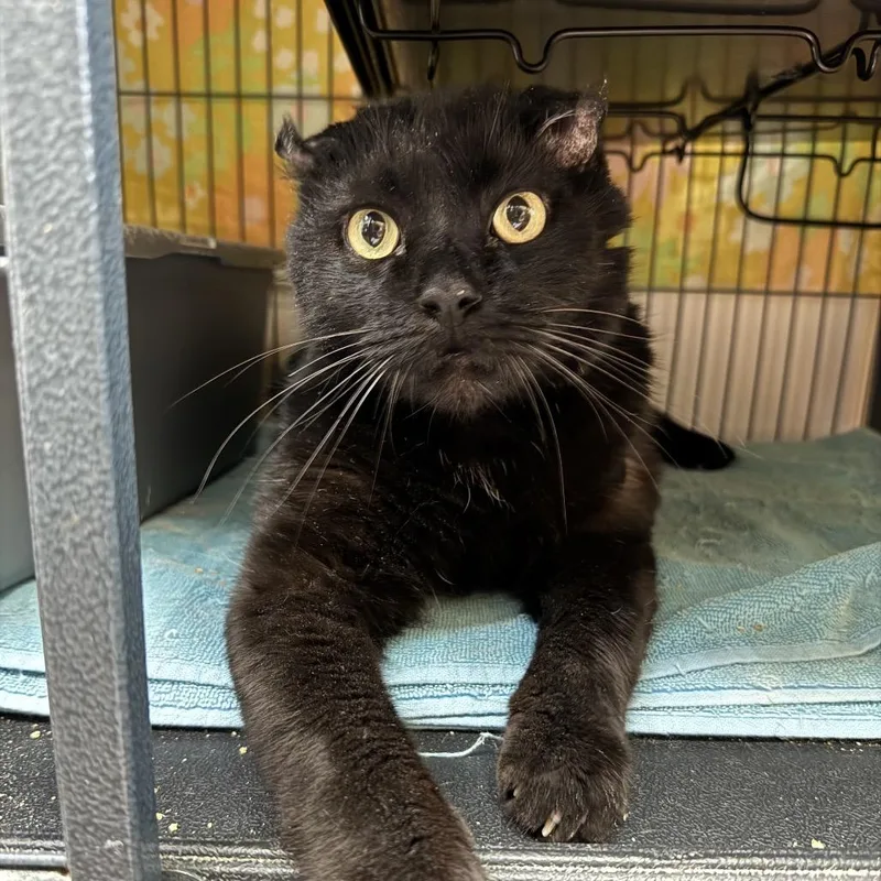 Baby Boy thumbnail 3