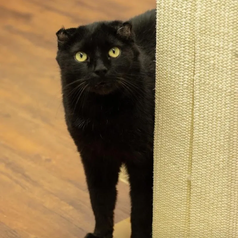 Baby Boy thumbnail 4