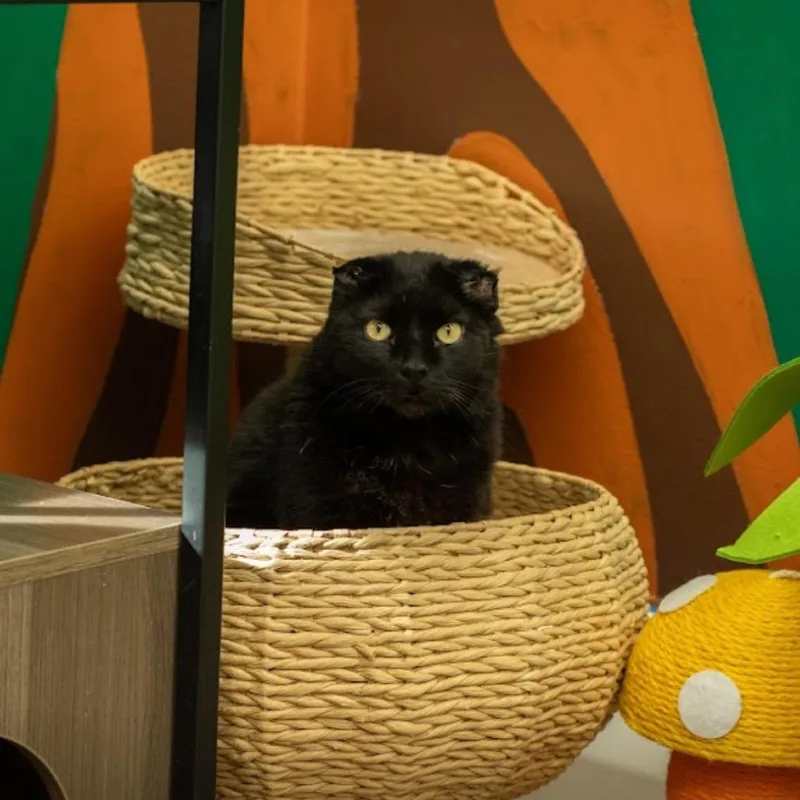 Baby Boy thumbnail 5