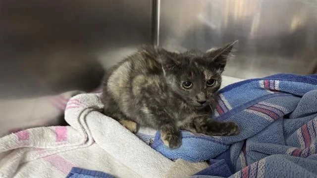 A baby medium-sized female Domestic Short Hair cat named Isis for adoption in Salinas, CA
