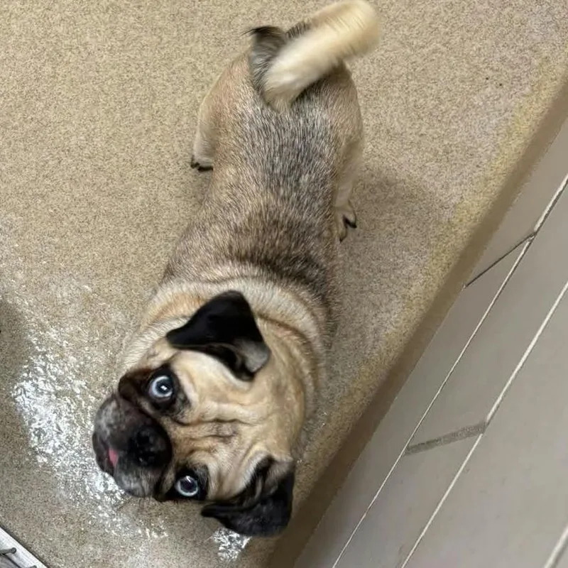 A young small-sized female Pug dog named Fiona for adoption in Fredericksburg, TX