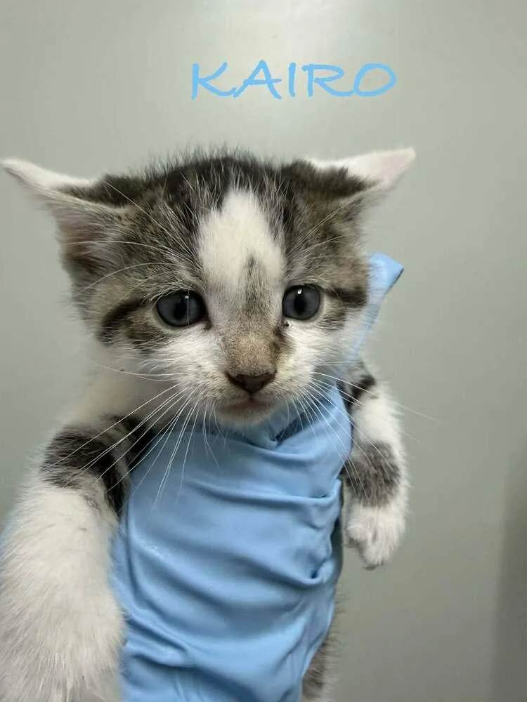 A baby small-sized male Black & White / Tuxedo Domestic Short Hair cat named Kairo for adoption in Evansville, IN