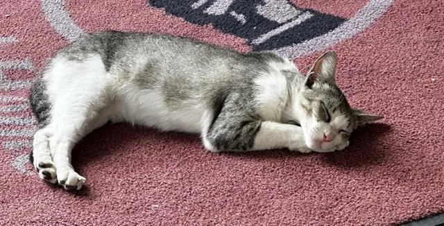 A young small-sized female Domestic Short Hair cat named Chloe for adoption in San Antonio, TX