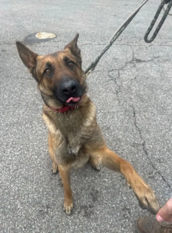 An adult large-sized male Belgian Shepherd / Malinois dog named Big Man Miles for adoption in Cincinnati, OH