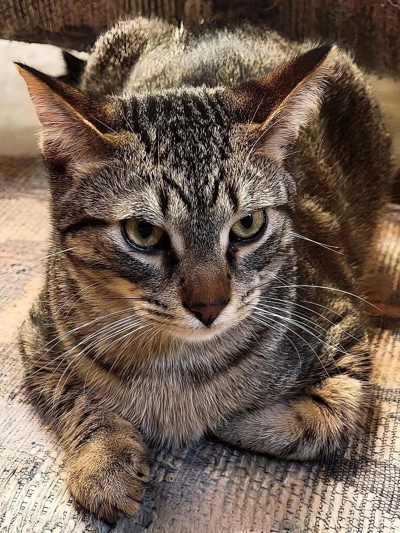 Optimus Prime thumbnail 2