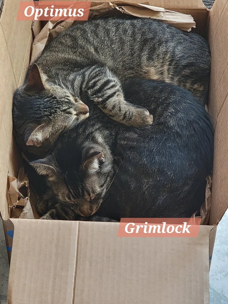 Optimus Prime thumbnail 3